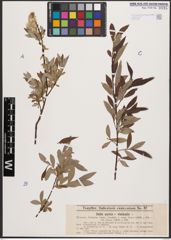 Salix aurita L. x Salix viminalis L.